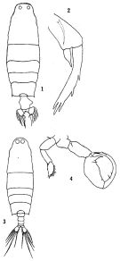 Espce Labidocera pavo - Planche 1 de figures morphologiques