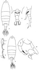 Espce Labidocera acuta - Planche 1 de figures morphologiques