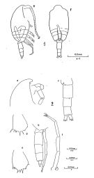 Espce Clausocalanus paululus - Planche 2 de figures morphologiques