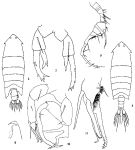 Espce Pontella spinicauda - Planche 1 de figures morphologiques