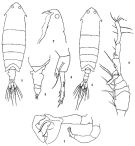 Species Pontella fera - Plate 2 of morphological figures