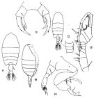 Espce Pontellopsis tenuicauda - Planche 1 de figures morphologiques