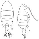 Species Pontellopsis yamadae - Plate 2 of morphological figures