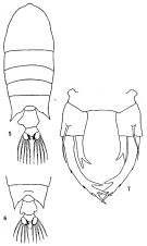 Species Pontellopsis regalis - Plate 6 of morphological figures