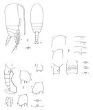 Espce Clausocalanus laticeps - Planche 1 de figures morphologiques