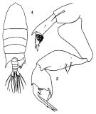 Espce Pontellopsis armata - Planche 1 de figures morphologiques