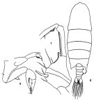 Espce Pontellopsis strenua - Planche 1 de figures morphologiques