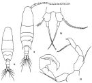 Espce Acartia (Odontacartia) ohtsukai - Planche 1 de figures morphologiques