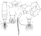 Espce Acartia (Odontacartia) erythraea - Planche 1 de figures morphologiques