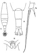 Espce Acartia (Acartia) negligens - Planche 4 de figures morphologiques