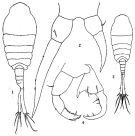 Espce Tortanus (Tortanus) forcipatus - Planche 1 de figures morphologiques