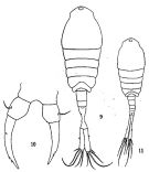 Espce Tortanus (Tortanus) gracilis - Planche 1 de figures morphologiques