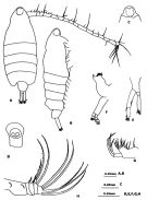 Espce Tortanus (Atortus) taiwanicus - Planche 1 de figures morphologiques