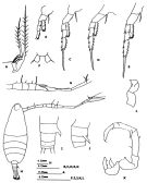 Espce Tortanus (Atortus) taiwanicus - Planche 2 de figures morphologiques