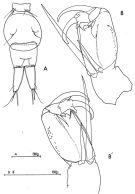 Espce Corycaeus (Corycaeus) clausi - Planche 2 de figures morphologiques