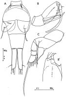 Species Corycaeus (Corycaeus) clausi - Plate 3 of morphological figures