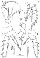 Espce Corycaeus (Agetus) limbatus - Planche 2 de figures morphologiques