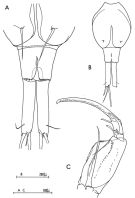 Species Corycaeus (Agetus) typicus - Plate 3 of morphological figures