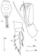 Espce Corycaeus (Agetus) flaccus - Planche 2 de figures morphologiques
