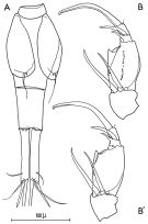 Espce Corycaeus (Onychocorycaeus) latus - Planche 1 de figures morphologiques