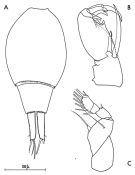 Espce Corycaeus (Onychocorycaeus) ovalis - Planche 1 de figures morphologiques