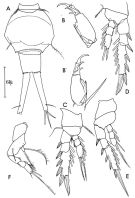 Espce Corycaeus (Ditrichocorycaeus) anglicus - Planche 1 de figures morphologiques