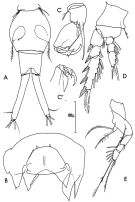Espce Corycaeus (Ditrichocorycaeus) brehmi - Planche 1 de figures morphologiques