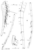 Espce Hyperbionyx pluto - Planche 2 de figures morphologiques