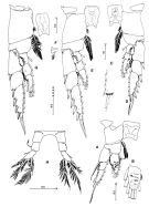 Espce Hyperbionyx pluto - Planche 5 de figures morphologiques