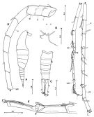 Espce Hyperbionyx pluto - Planche 6 de figures morphologiques
