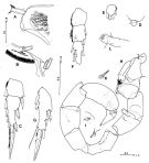 Espce Hyperbionyx pluto - Planche 7 de figures morphologiques
