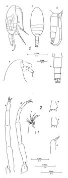 Espce Clausocalanus jobei - Planche 2 de figures morphologiques