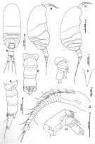 Espce Platycopia orientalis - Planche 1 de figures morphologiques