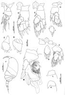 Espce Platycopia orientalis - Planche 4 de figures morphologiques