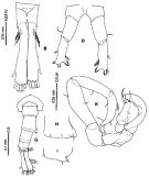 Espce Tortanus (Acutanus) compernis - Planche 1 de figures morphologiques