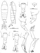 Espce Tortanus (Eutortanus) dextrilobatus - Planche 2 de figures morphologiques
