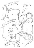 Espce Paramisophria itoi - Planche 2 de figures morphologiques