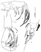 Espce Paramisophria itoi - Planche 3 de figures morphologiques