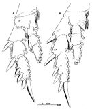 Espce Paramisophria itoi - Planche 4 de figures morphologiques