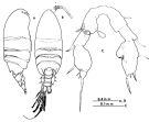 Espce Paramisophria itoi - Planche 6 de figures morphologiques