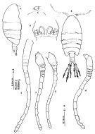 Espce Metacalanus curvirostris - Planche 1 de figures morphologiques