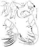 Espce Metacalanus curvirostris - Planche 2 de figures morphologiques