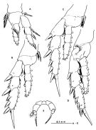 Espce Metacalanus curvirostris - Planche 3 de figures morphologiques