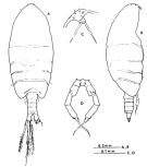 Espce Metacalanus curvirostris - Planche 4 de figures morphologiques