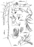 Espce Macandrewella stygiana - Planche 3 de figures morphologiques