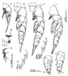 Espce Macandrewella stygiana - Planche 4 de figures morphologiques
