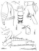 Espce Macandrewella stygiana - Planche 6 de figures morphologiques