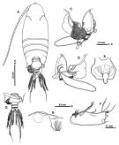 Espce Macandrewella omorii - Planche 1 de figures morphologiques