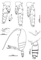 Espce Macandrewella omorii - Planche 5 de figures morphologiques