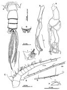 Espce Macandrewella omorii - Planche 7 de figures morphologiques